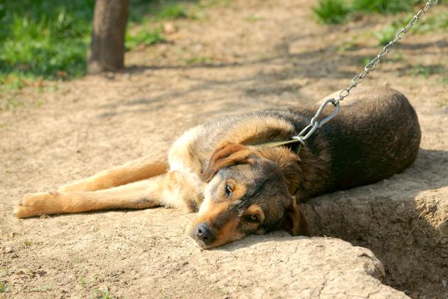 Dog chained outlet outside