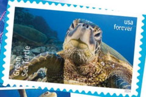 USPS unveils ‘Protect Sea Turtles Forever’ stamps to raise awareness